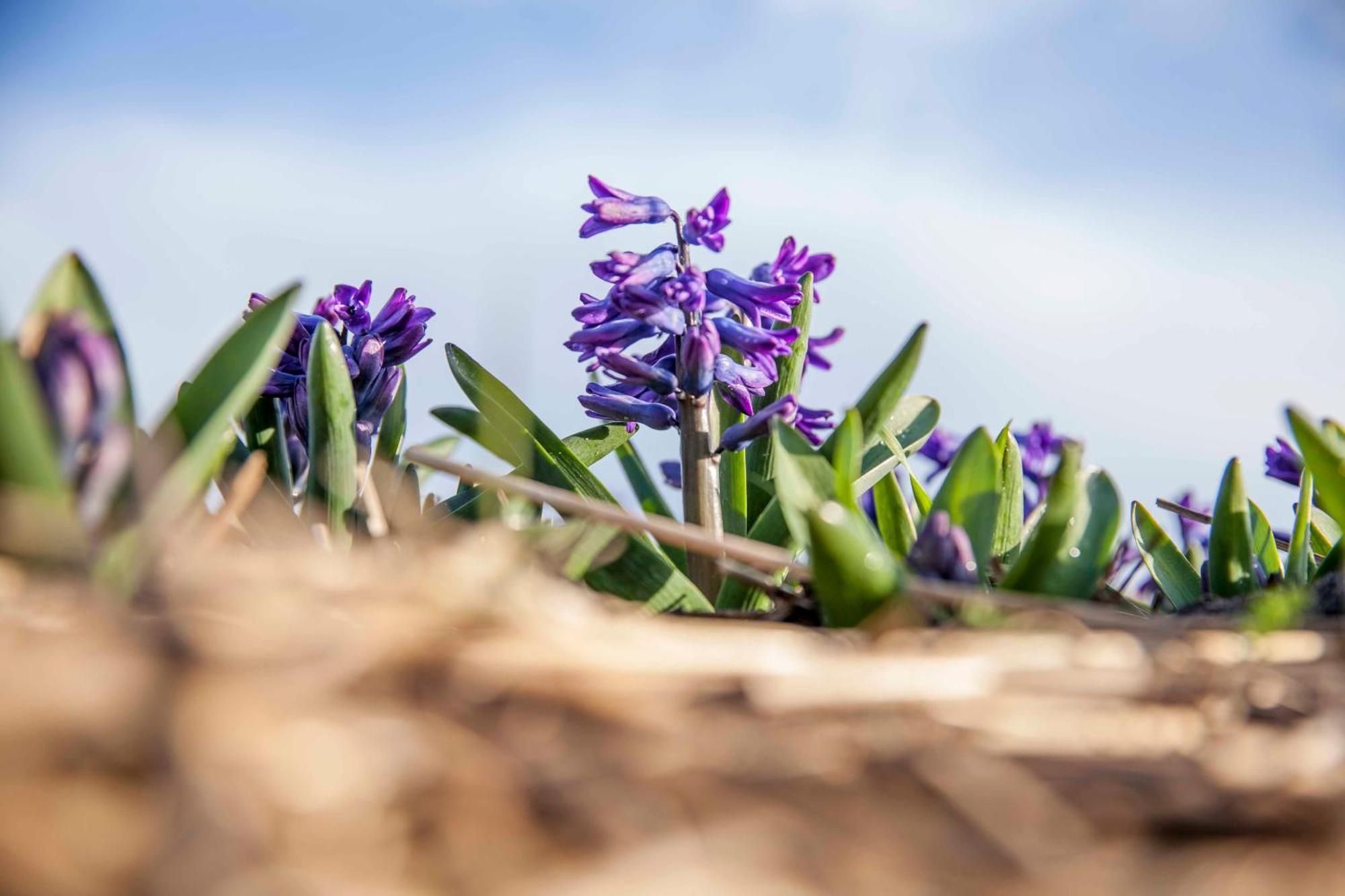 Vakantiehuisje Bloem 4 Personen Stolpen Exterior foto